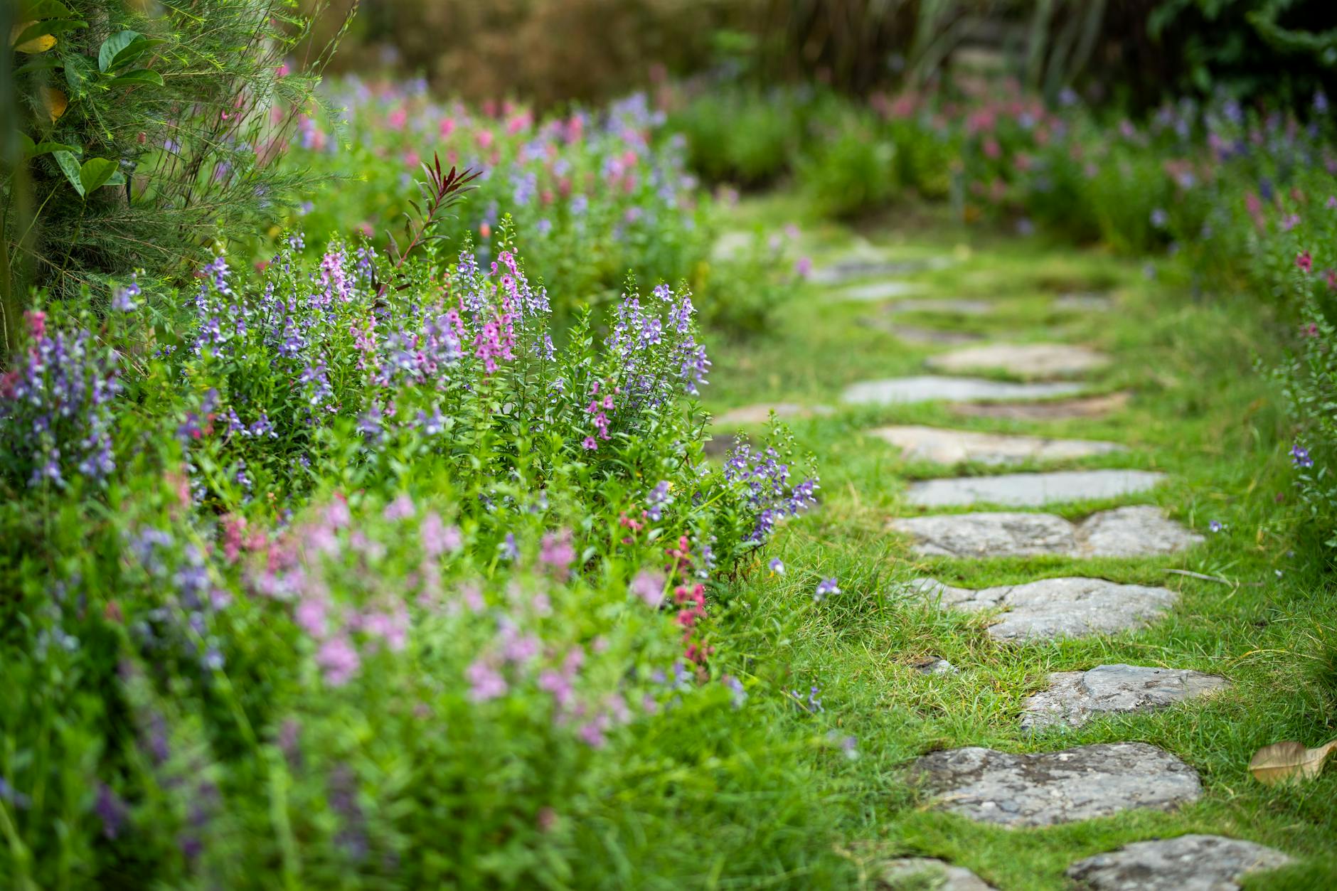 Tuin in de mist met gesnoeide vormbomen langs een pad