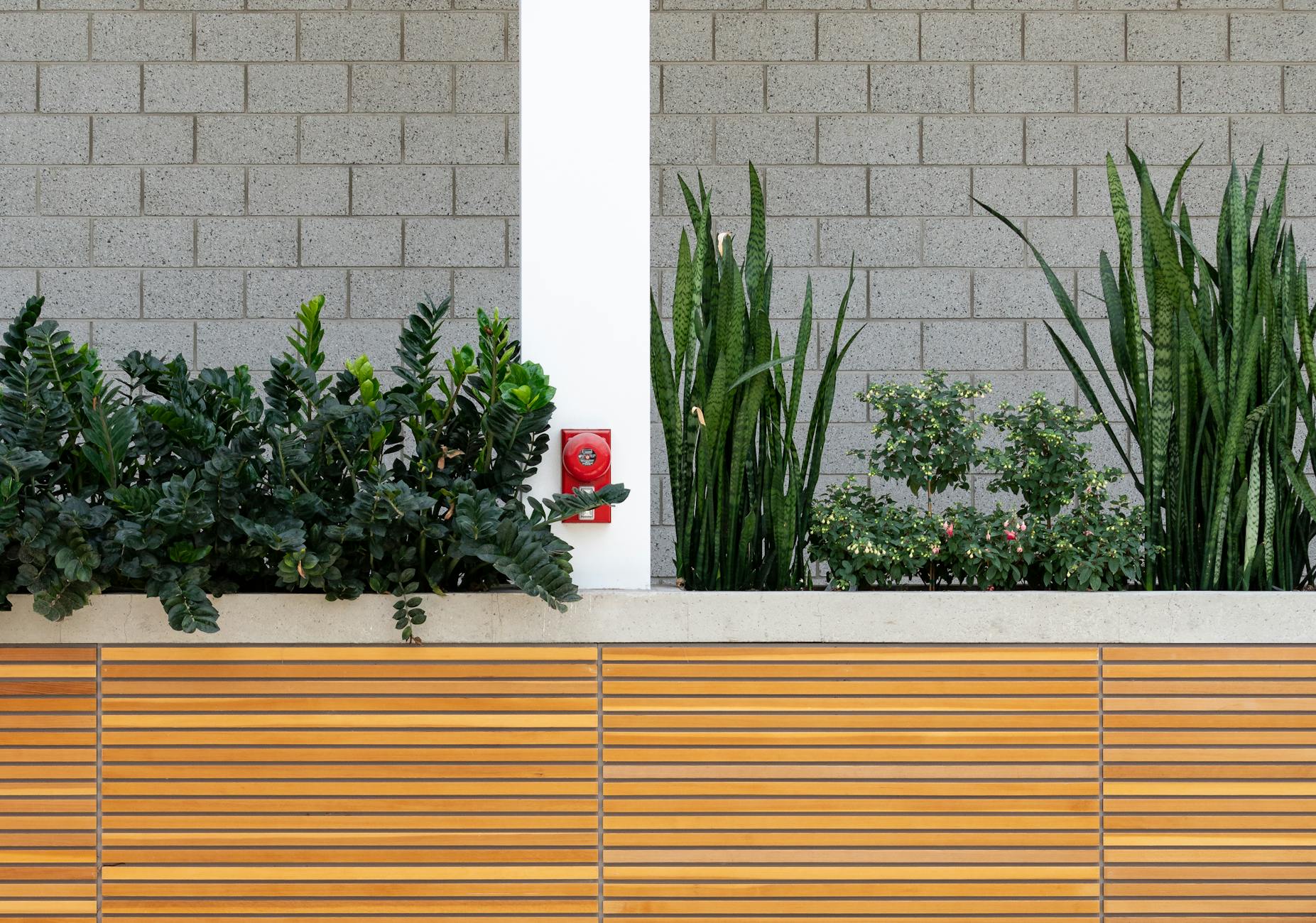 Beplante tuin met groene bladplanten en houten schermwerk